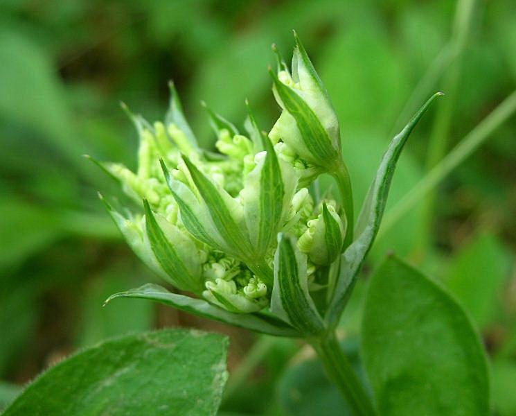 Orlaya grandiflora / Lappola bianca